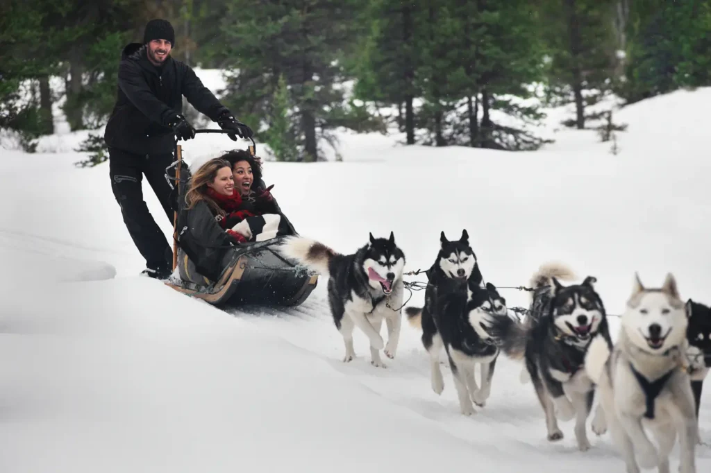 dog sled rides
